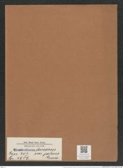 Coscinodiscus decrescens var. polaris Grun. (de-Toni-Nr.: Genus 202, Species 4989) Zeichnungen Sammlung Grunow Mappe 04802 (Herbarium_W_Grunow_drawings_Folder_04802)